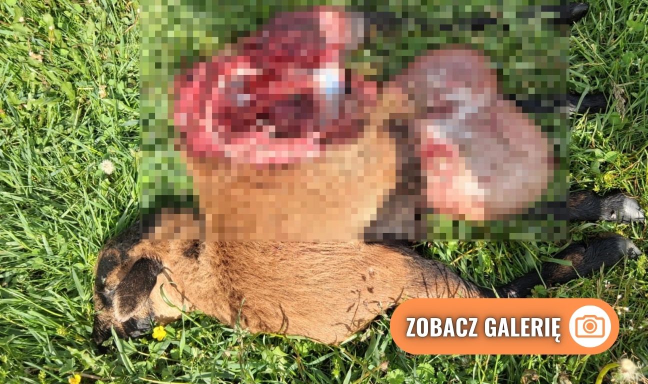 zagryziona owca w gospodarstwie w Nowym Wiecu